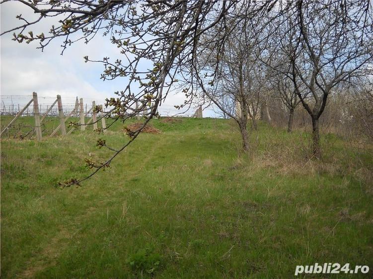 Teren de 6000 mp, în Frumoasa