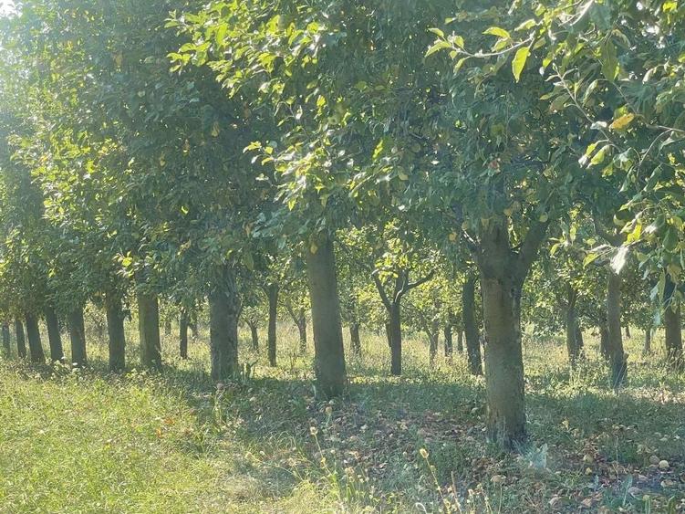 Casă cu 3 camere în Săliște