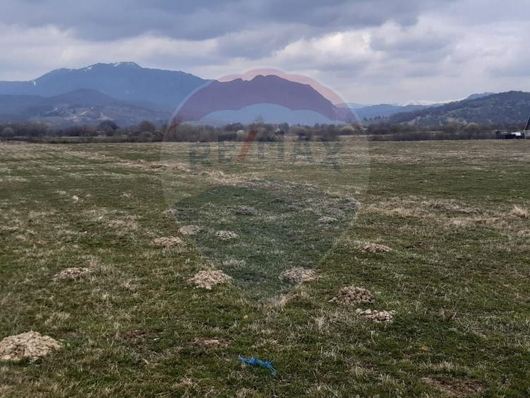 Teren agricol extravilan de 10000 mp, în Pănicel