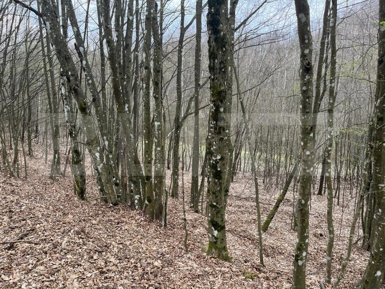 Teren extravilan de vanzare, 3.5 ha padure + pasune in Comuna Borod - 6