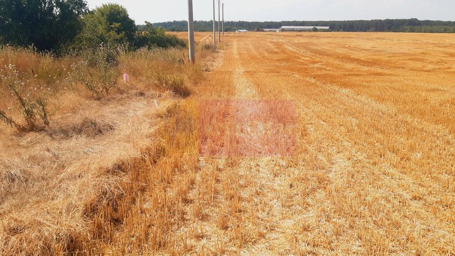 Teren Construcții intravilan de 2000 mp, în Brănești