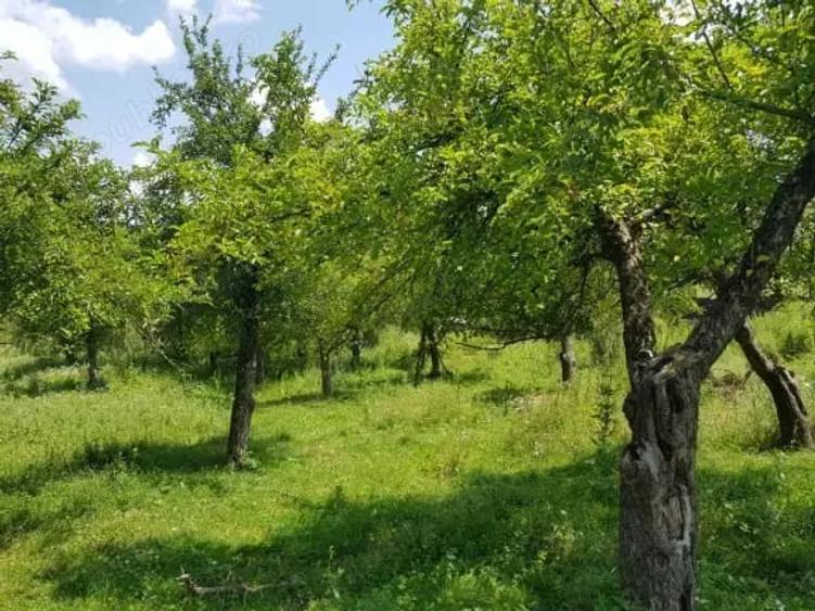 Teren de 5000 mp, în Mușcel