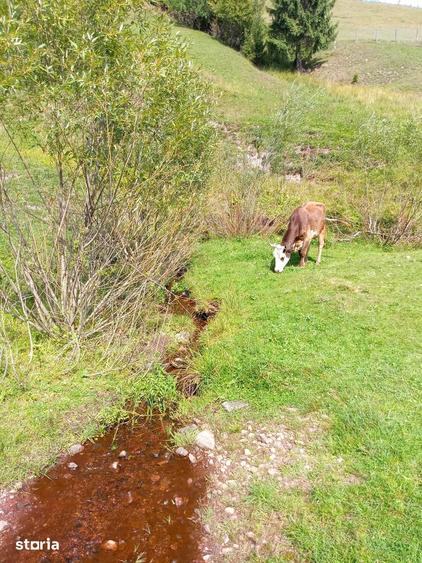Teren de 56000 mp, în Arieșeni