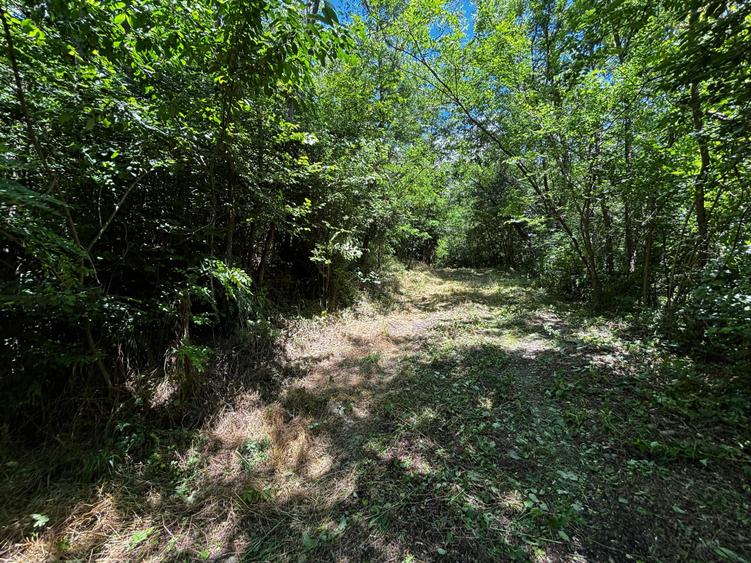 Teren intravilan de 6857 mp, în Bujoreni