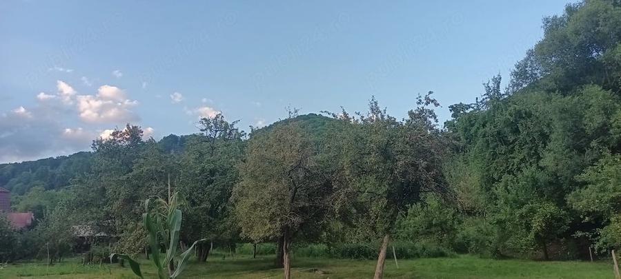 Casă cu 3 camere cu Teren 5112 Mp în Bistra Mureșului