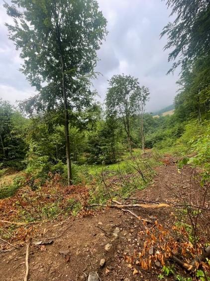 Teren Construcții intravilan de 26000 mp, în Baia Sprie