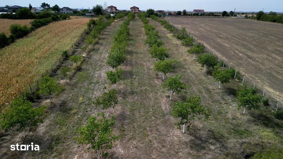 Teren de 9654 mp, în Dobra