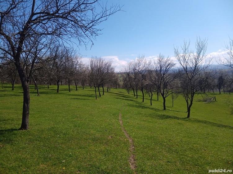 Teren de 17264 mp, în Pietroasa