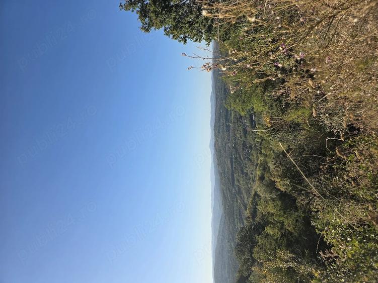 Teren de 9700 mp, în Dănulești