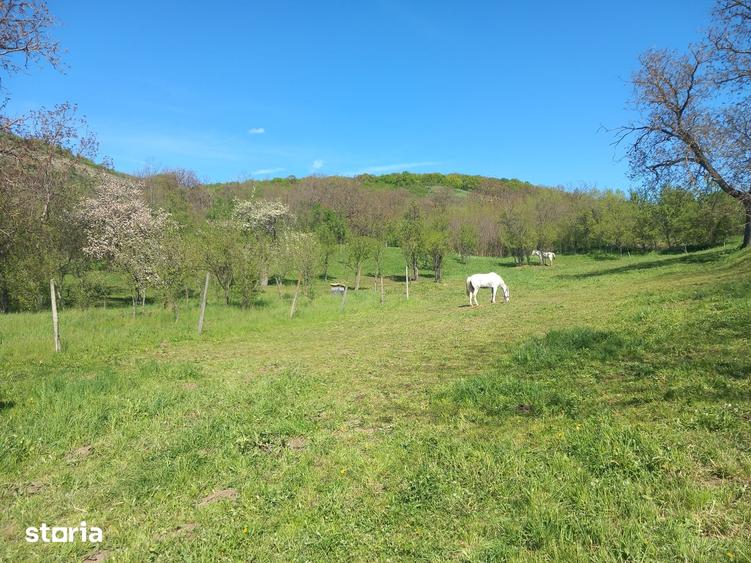 Teren spectaculos ,Porumbeni12.822 mp livada,case ?i panorama superba - 4