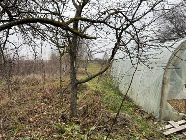 Teren Construcții intravilan de 3736 mp, în Dimieni