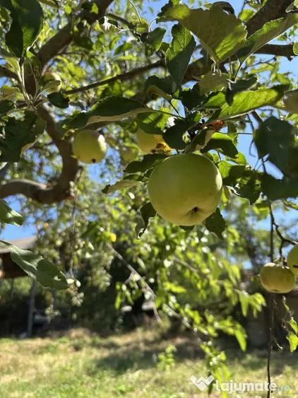 Teren de 2250 mp, în Picioru Lupului