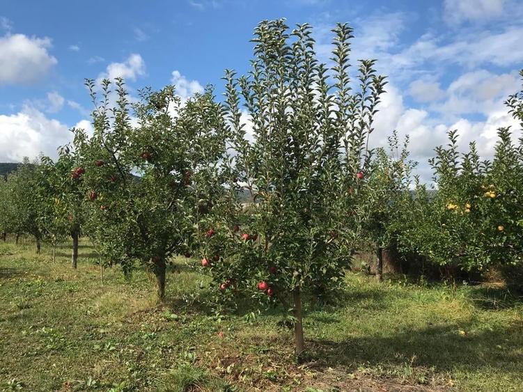 Casă cu 2 camere cu Teren 1200 Mp în Central