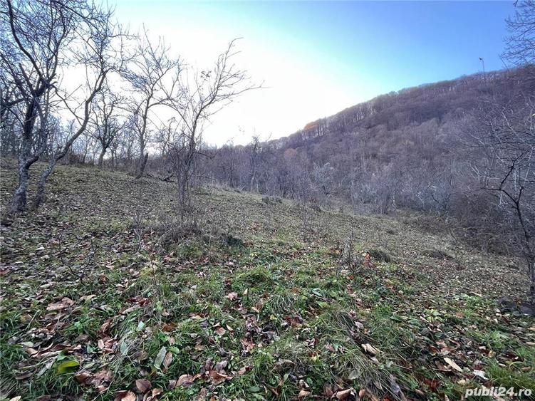 Teren de 30000 mp, în Cornereva