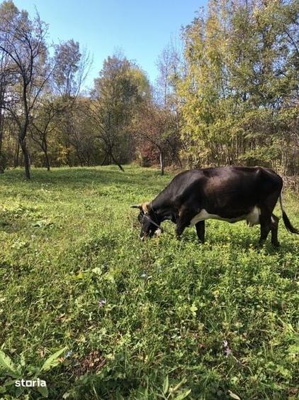 Teren de 1427 mp, în Moțăieni