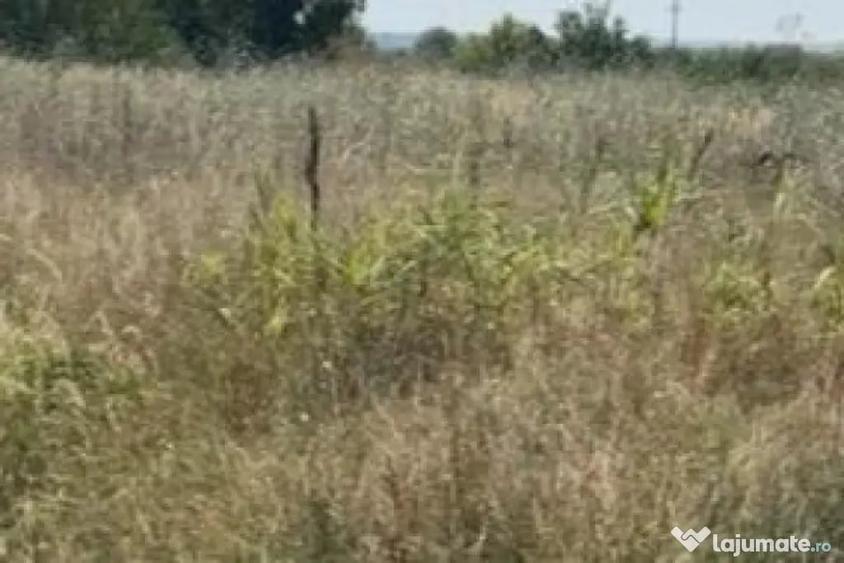 Teren intravilan, 1036 mp, zona Carcea - Carcea (Dolj) - 2