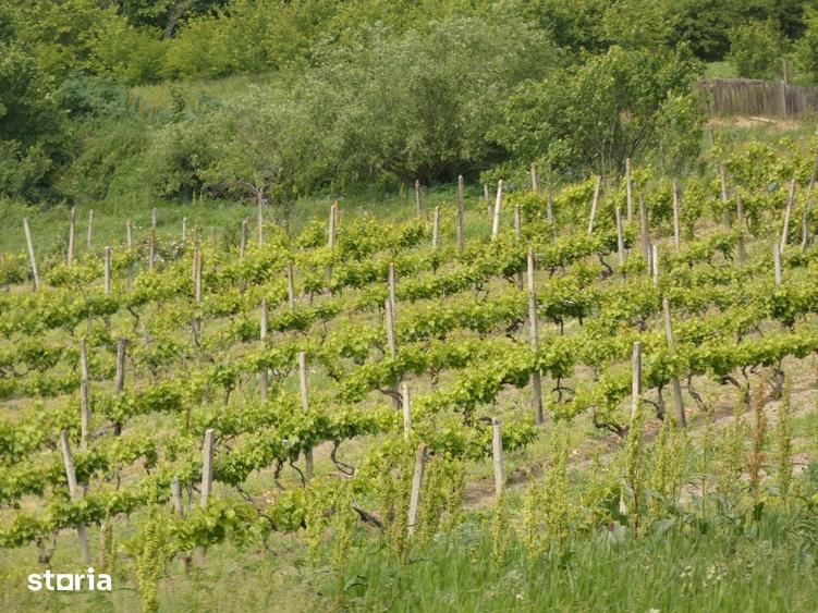 Casă cu 6 camere cu Teren 12900 Mp în Cotnari