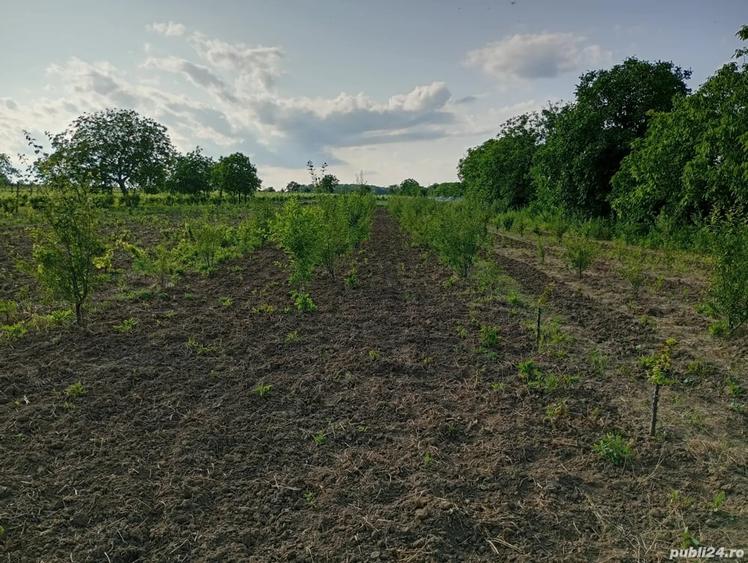 Teren de 2850 mp, în Muncelu