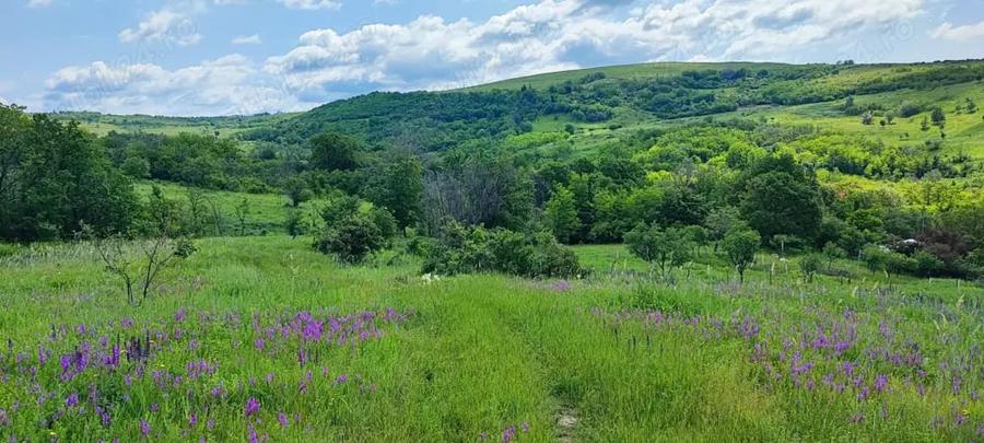 Teren de 5000 mp, în Boboci