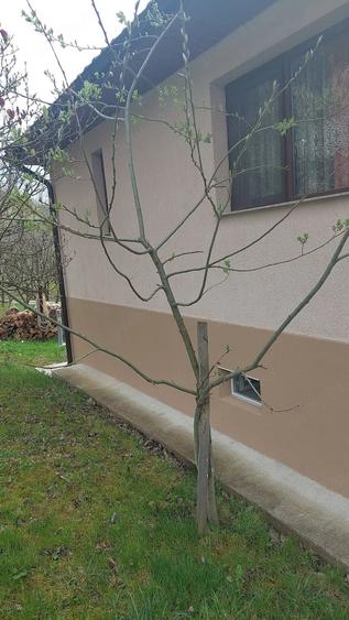 Casă cu Teren 1100 Mp în Central