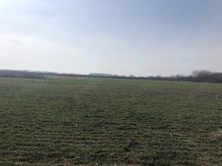 Teren intravilan Ordoreanu -Clinceni - 8