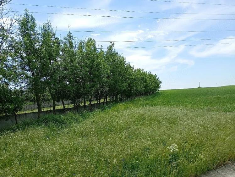 Casă individuală cu 2 camere cu Teren 6500 Mp în Leu