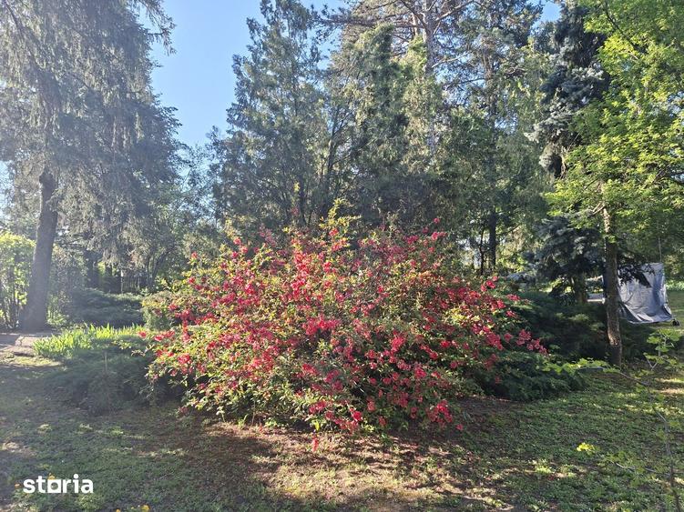 Casa cu Pini. Un refugiu in culoarea naturii. - 2