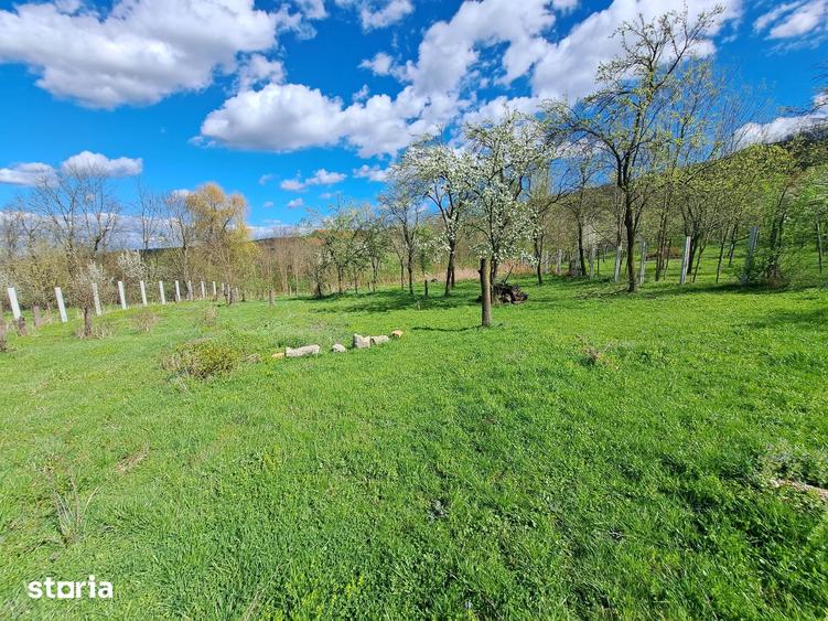Teren de 3600 mp, în Berghin