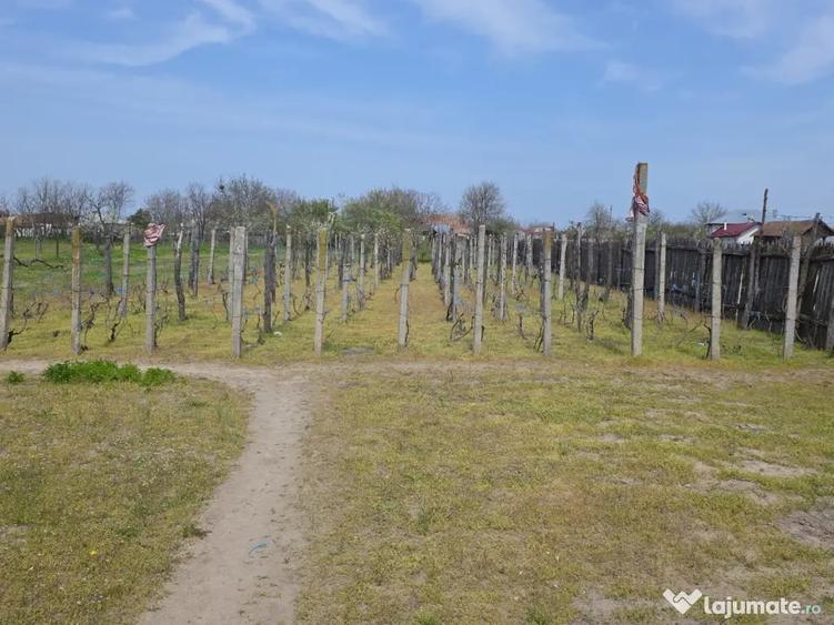 Casă cu 3 camere în Central