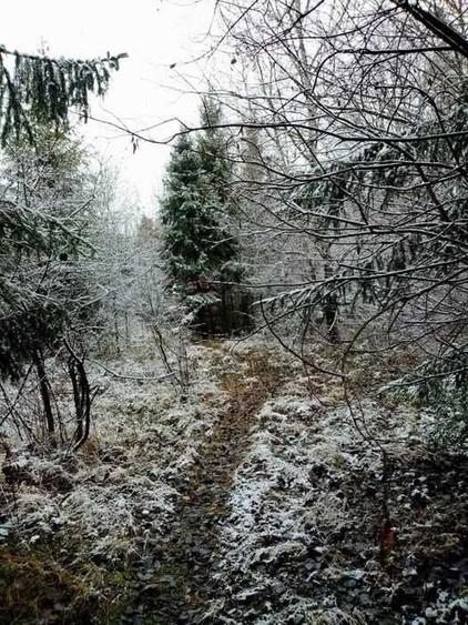 Teren de 6100 mp, în Paltin