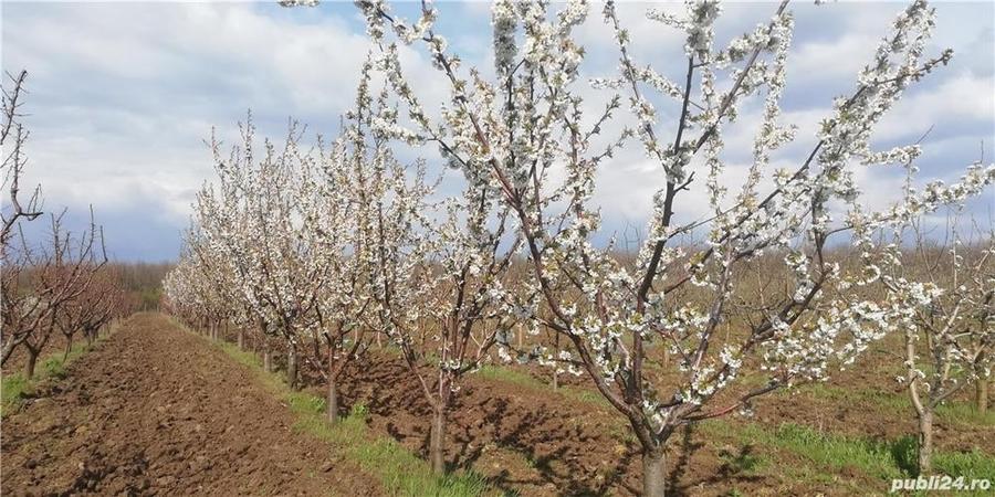 Livada pomi fructiferi situata in com virvoru de jos jude?ul Dolj - 1