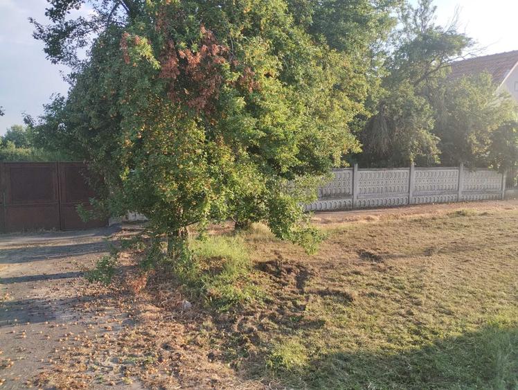 Casa veche din 1955 si teren intravilan 6153 mp,Localitate Sinersig,Jud Timis - 1