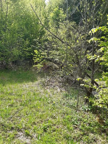 Teren de 4525 mp, în Vidra