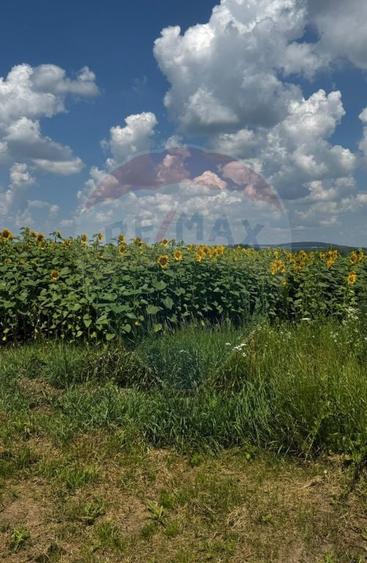 Teren de 6000 mp, în Costâna