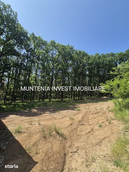 Teren de 1059 mp, în Moșoaia