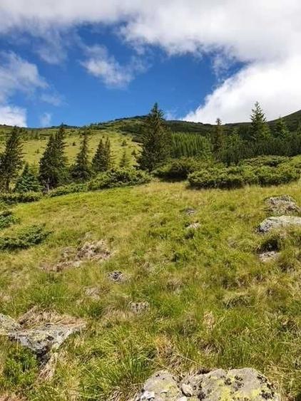 Teren de 1100000 mp, în Nucșoara
