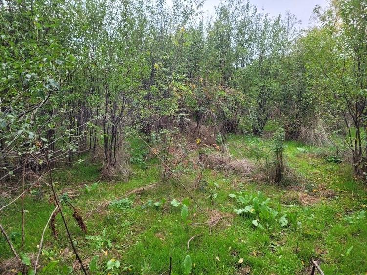Casă cu Teren 2500 Mp în Putineiu