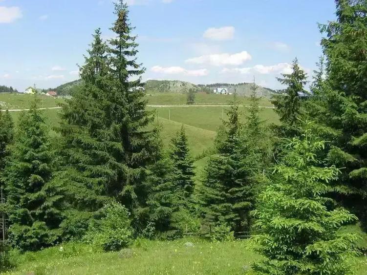 Teren intravilan de 4238 mp, în Fundățica