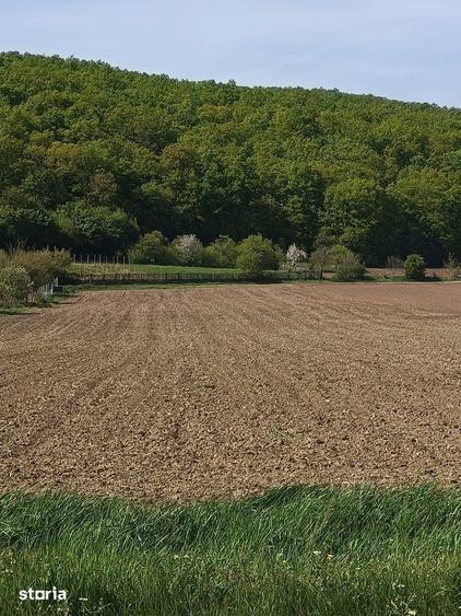 Teren de 1600 mp, în Central