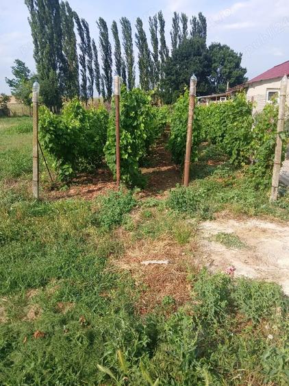 Casă cu Teren 1465 Mp în Dulceanca