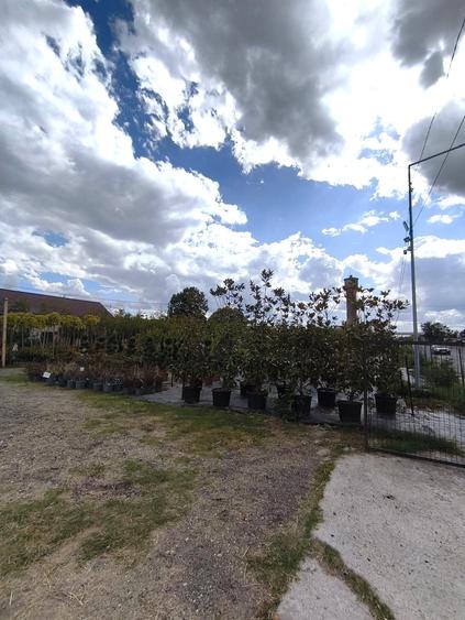 Teren intravilan de 30000 mp, în Călugăreni