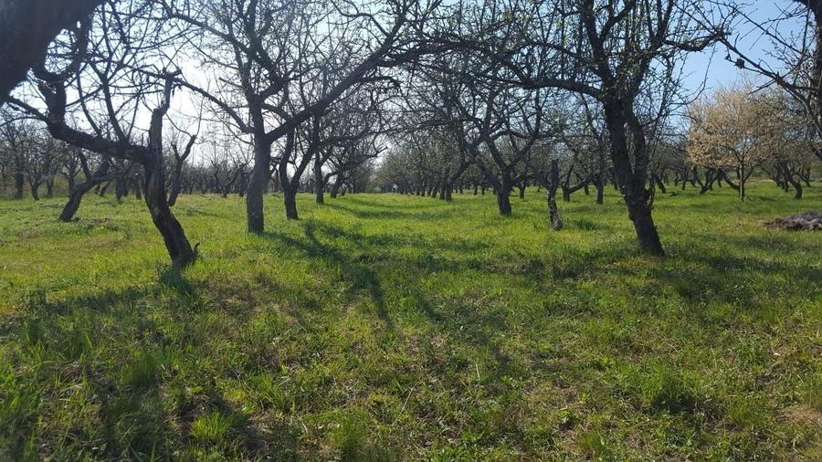 Teren de 6200 mp, în Dumitra