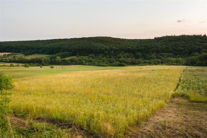 Teren Construcții intravilan de 11500 mp, în Lăzăreni