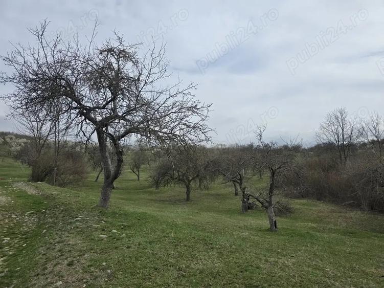 Teren de 9130 mp, în Jiblea Veche
