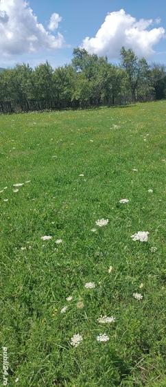 Teren de 2030 mp, în Rădăcinești