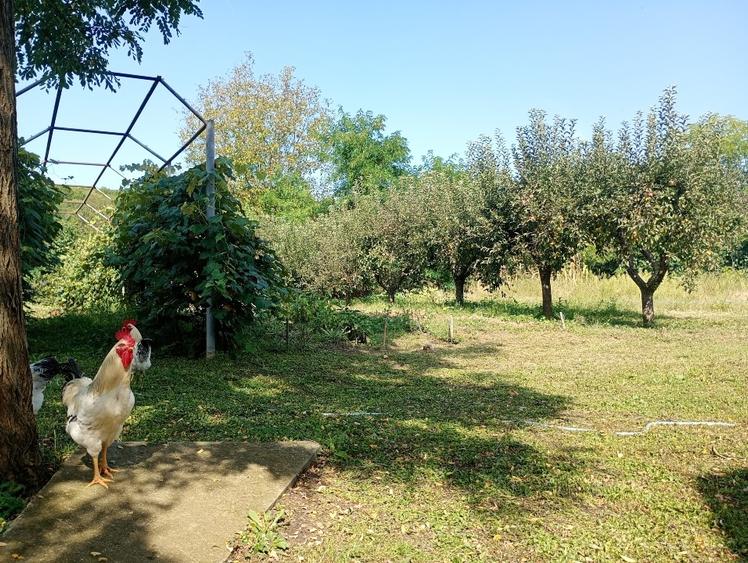 Casă individuală cu 2 camere cu Teren 1837 Mp în Bughea de Jos