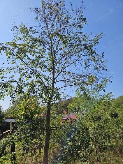 Teren de 2250 mp, în Smeura