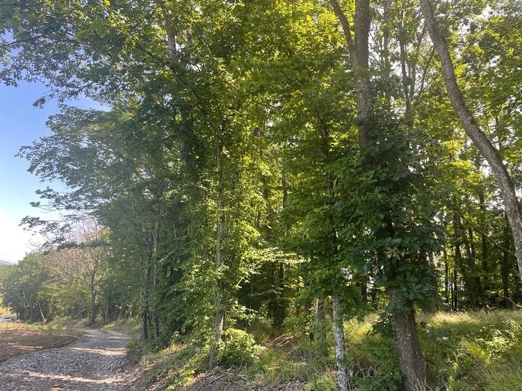 Teren de 15000 mp, în Central