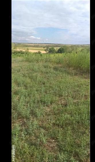 Teren de 3750 mp, în Husasău de Tinca