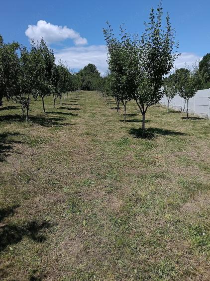 Teren de 1207 mp, în Burluși